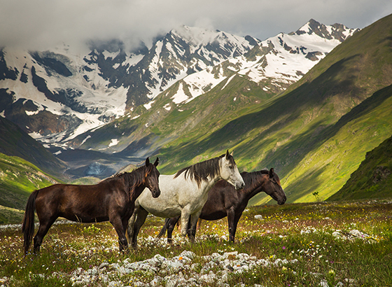 North Caucasus trekking. Horses
