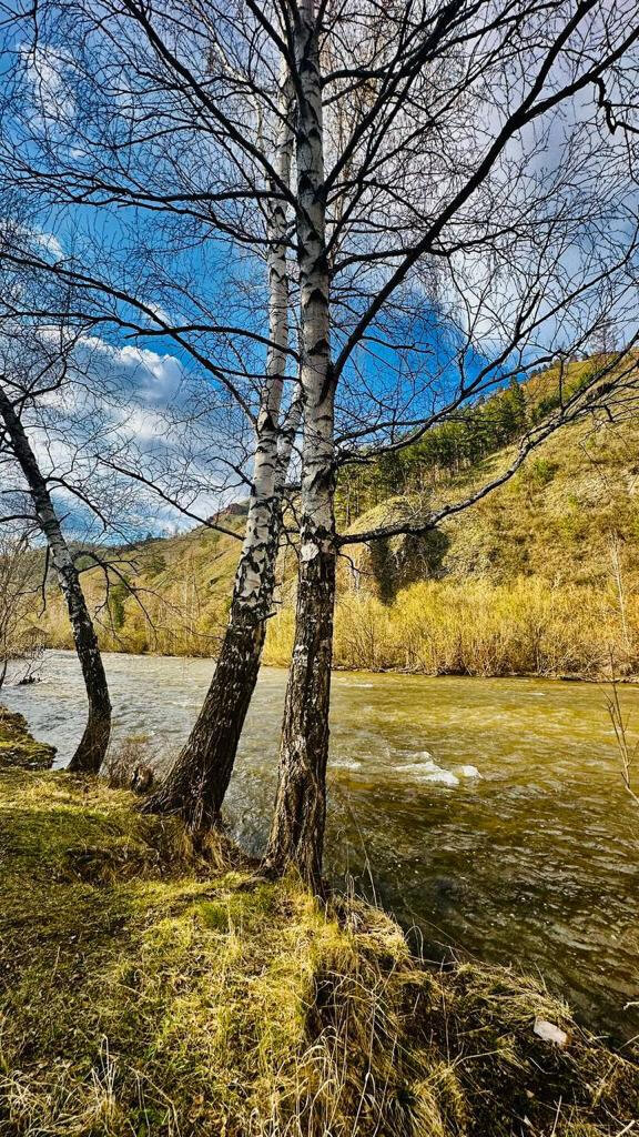 Базаиха ривер красноярск. Базаиха Ривер. Осенний березовый лес. Осенний березовый лес фото. Базаиха (река).