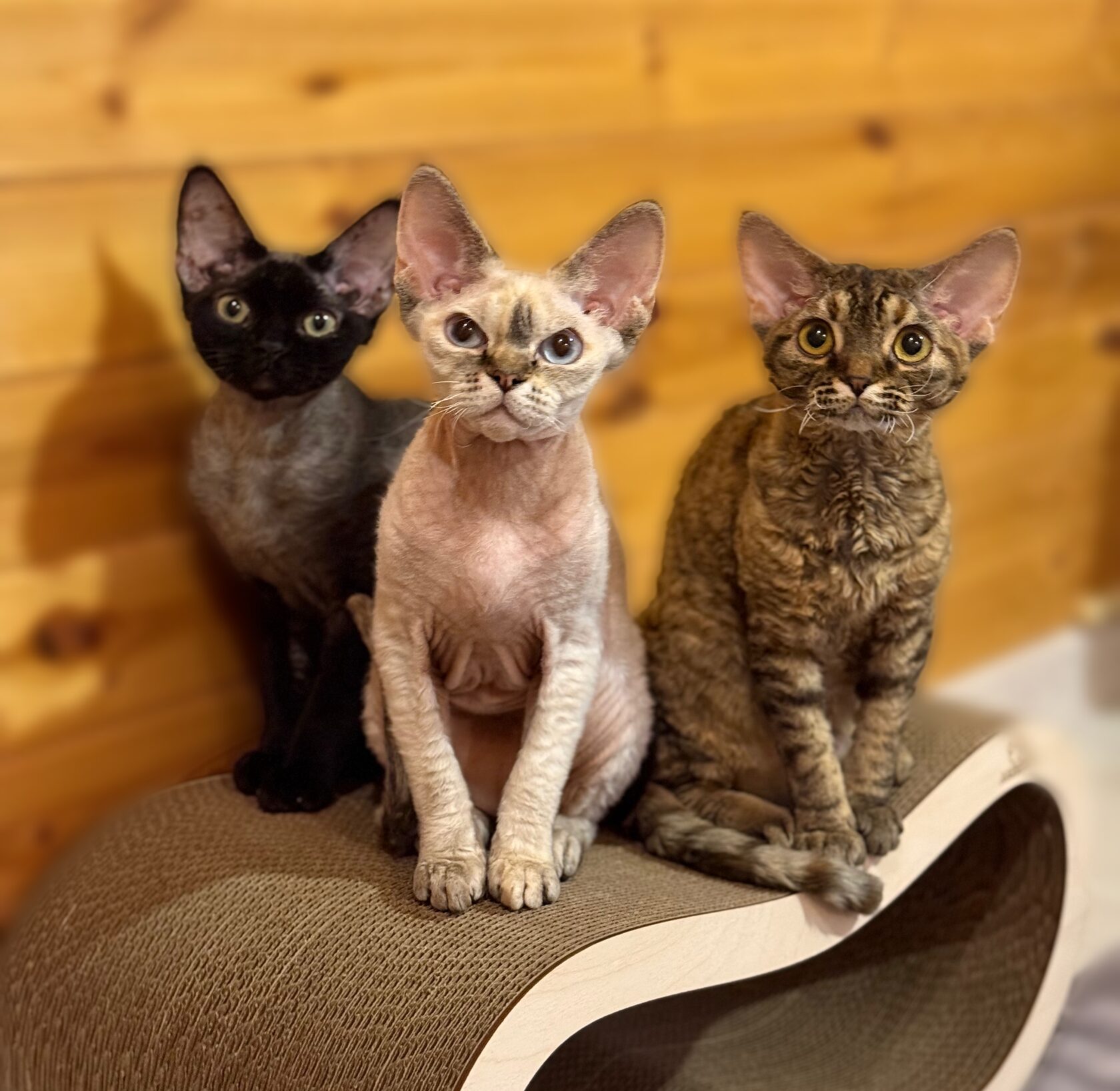 Кошка