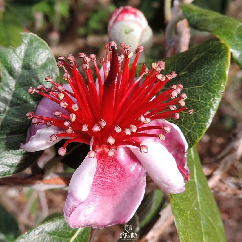 Seeds of Feijoa (Pineapple guava) (Acca sellowiana) — 20 pcs