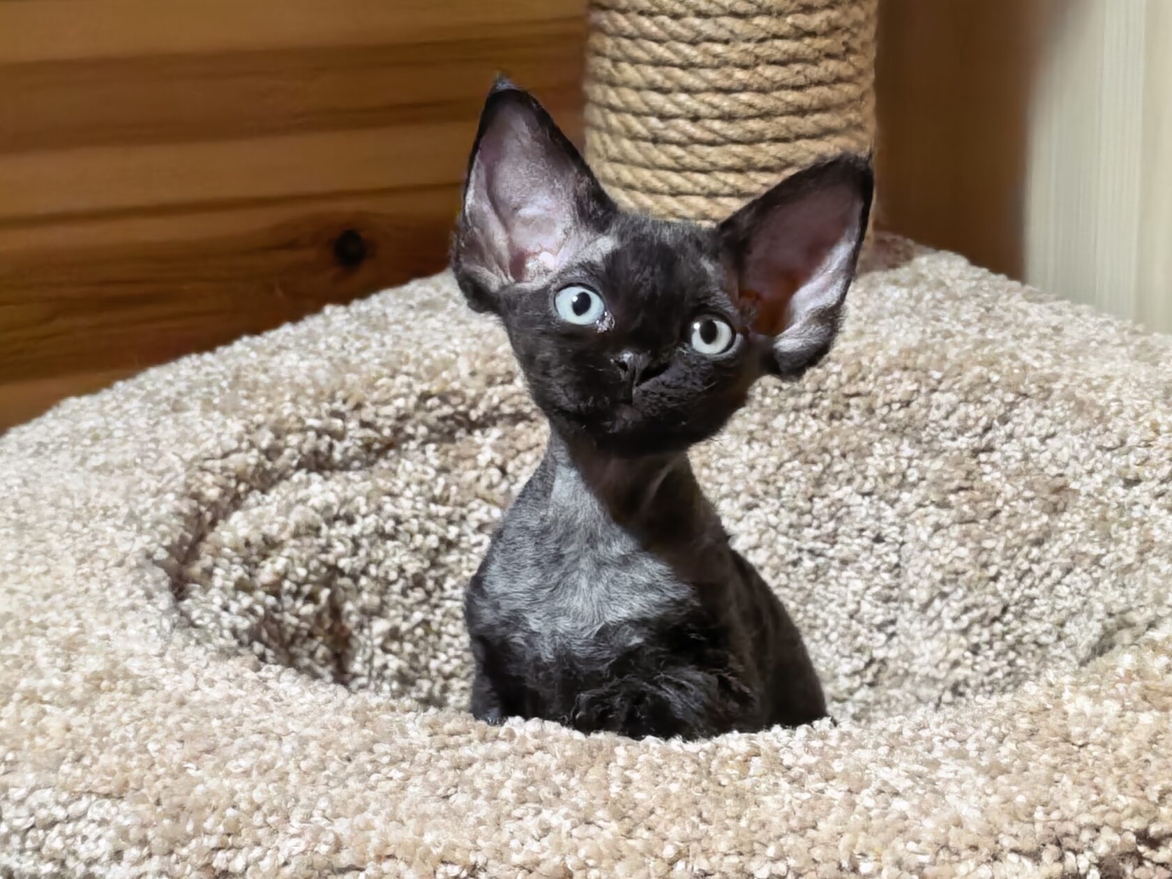 Чёрный котёнок Блэк Пикси