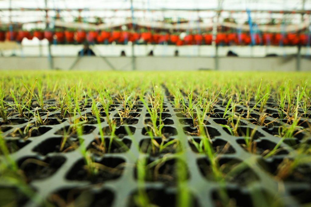 Close-up view of disease-free InVitro seedlings of Miscanthus x Giganteus in an adaptation complex. The precision-tray setup showcases young plants amidst a controlled environment, emphasizing advanced agricultural practices for sustainable cultivation