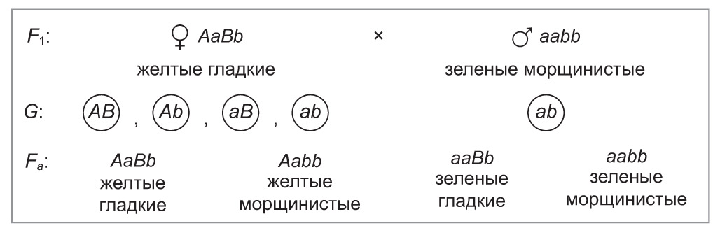 33. Дигибридное скрещивание. Третий закон Менделя