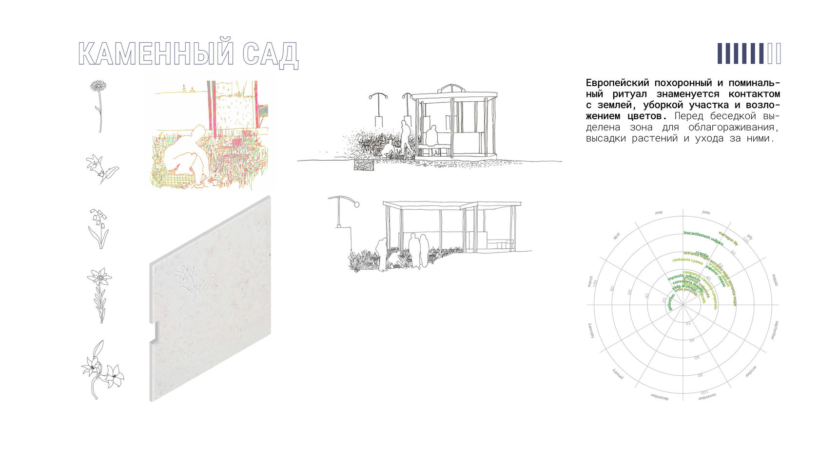 Зона для посадки растений и ухода за могилами в проекте «Каменный сад». Отражает европейские ритуальные традиции и флористическую символику. Диаграмма цветения. Гравировка на камне. Ручная графика.