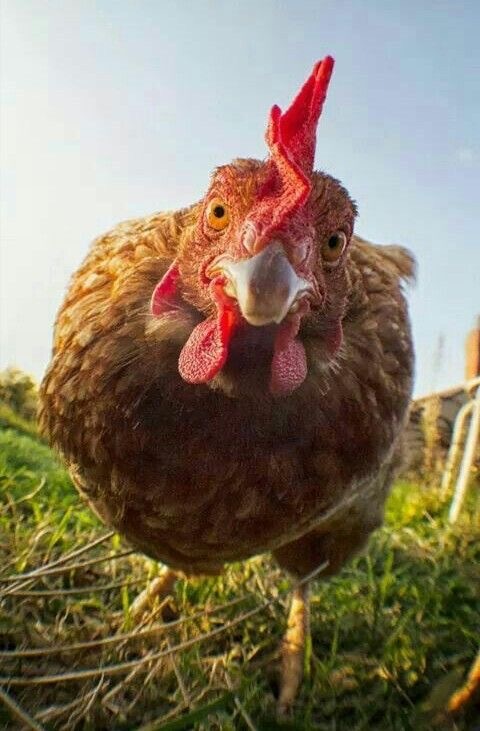 КАТАЛОГ