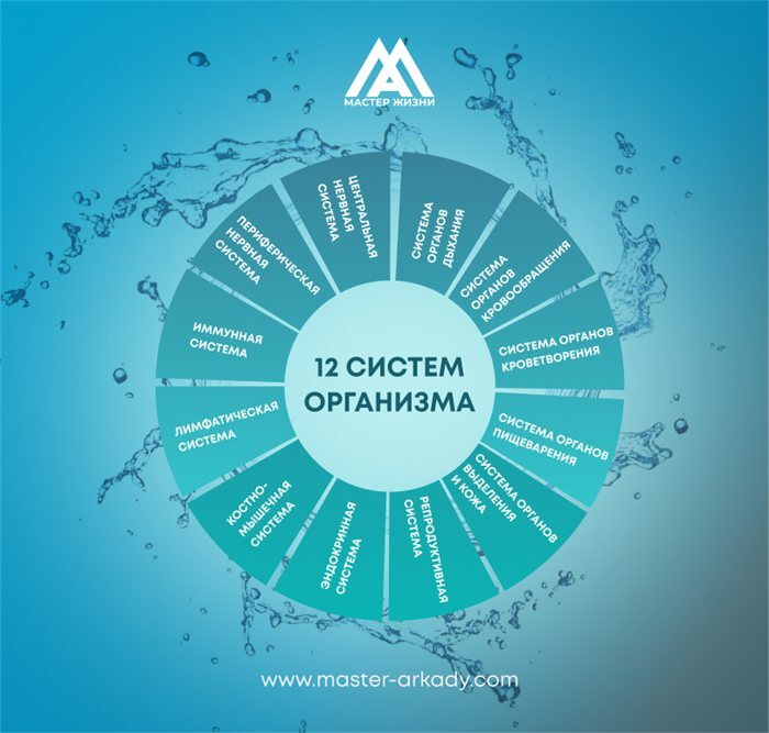 12 систем организма