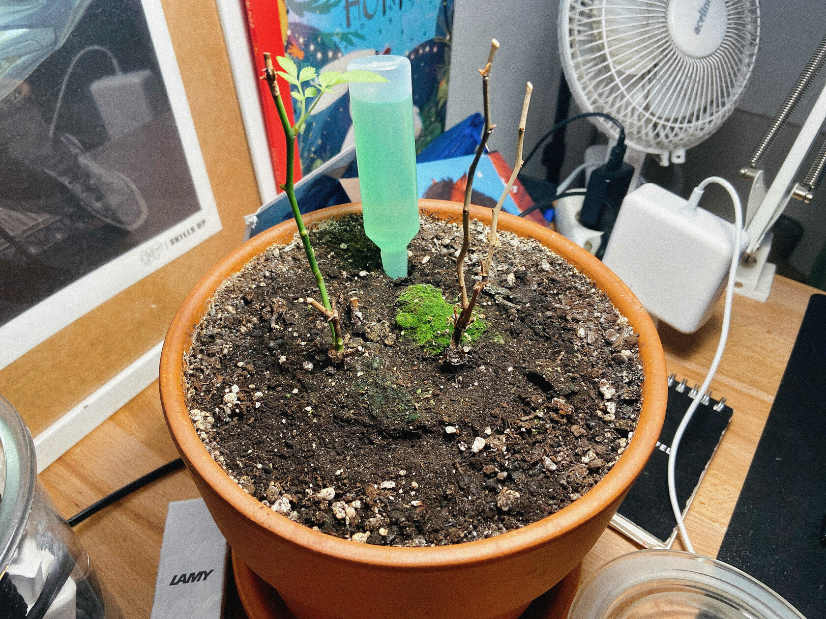 грунт для розы в горшке. высаживание роз в горшки. грунт для розы в горшке. грунт для розы в горшке. грунт zemlevit роза 2,5л.