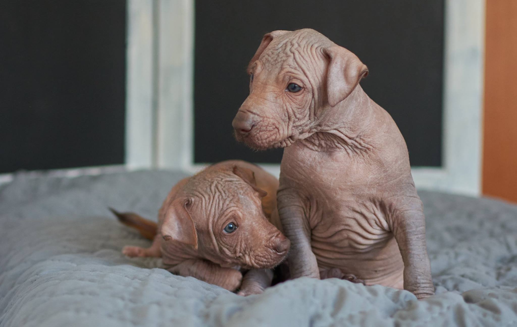 xolo, xoloitzcuintle