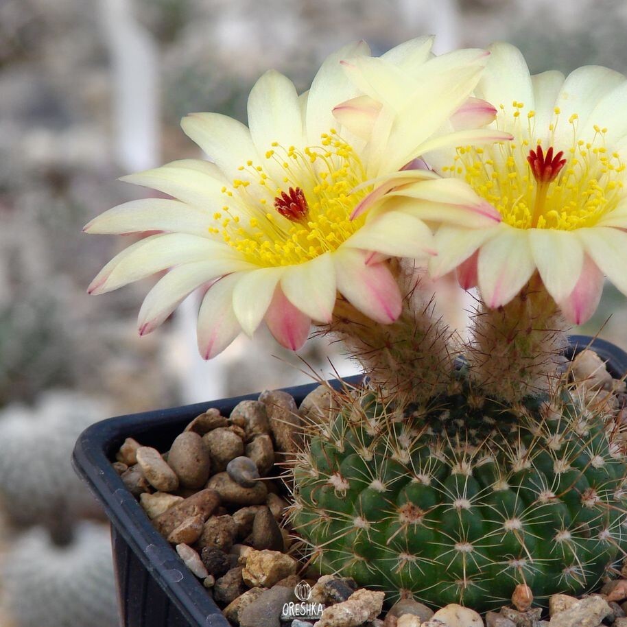 Seeds of Cactus Notocactus concinnus (Notocactus concinnus) — 10 pcs