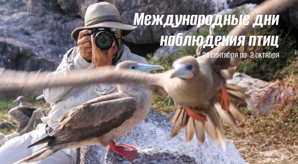 Международные дни наблюдения птиц 2025 geekhostel mews