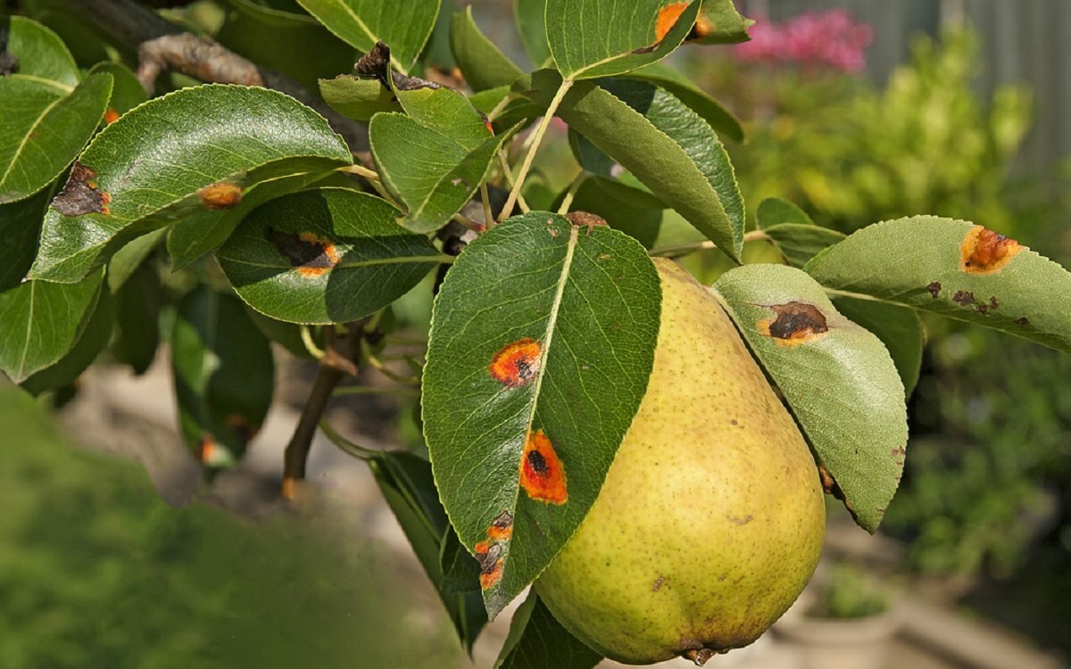Виды болезней плодовых деревьев с фото и описанием