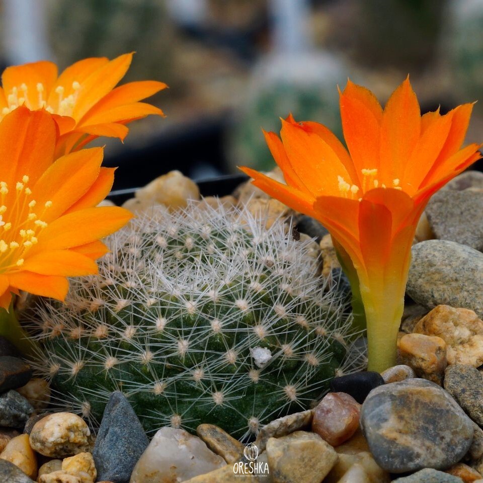 Seeds of Cactus Rebutia edeltraudii RW 66 (Rebutia edeltraudii RW 66) — 10 pcs