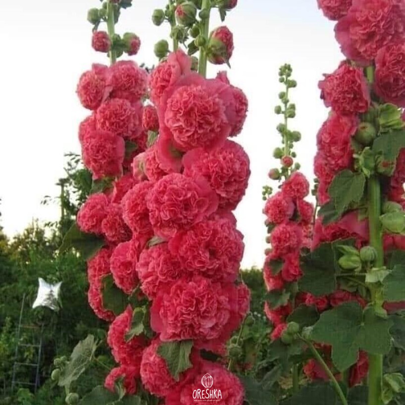 Цветы шток роза посадка и уход фото