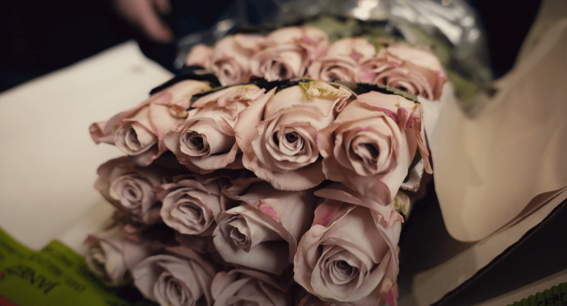 О технических и внешних характеристиках розы Menta от Janec Roses.