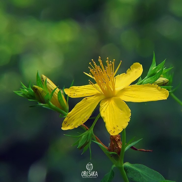St Johns Wort harvest drying bundles medicinal
