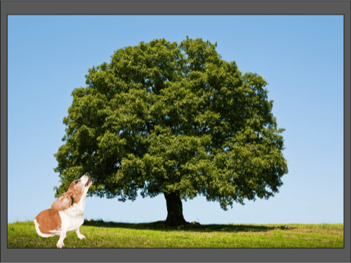 Собака лает на большое дерево в поле под голубым небом.