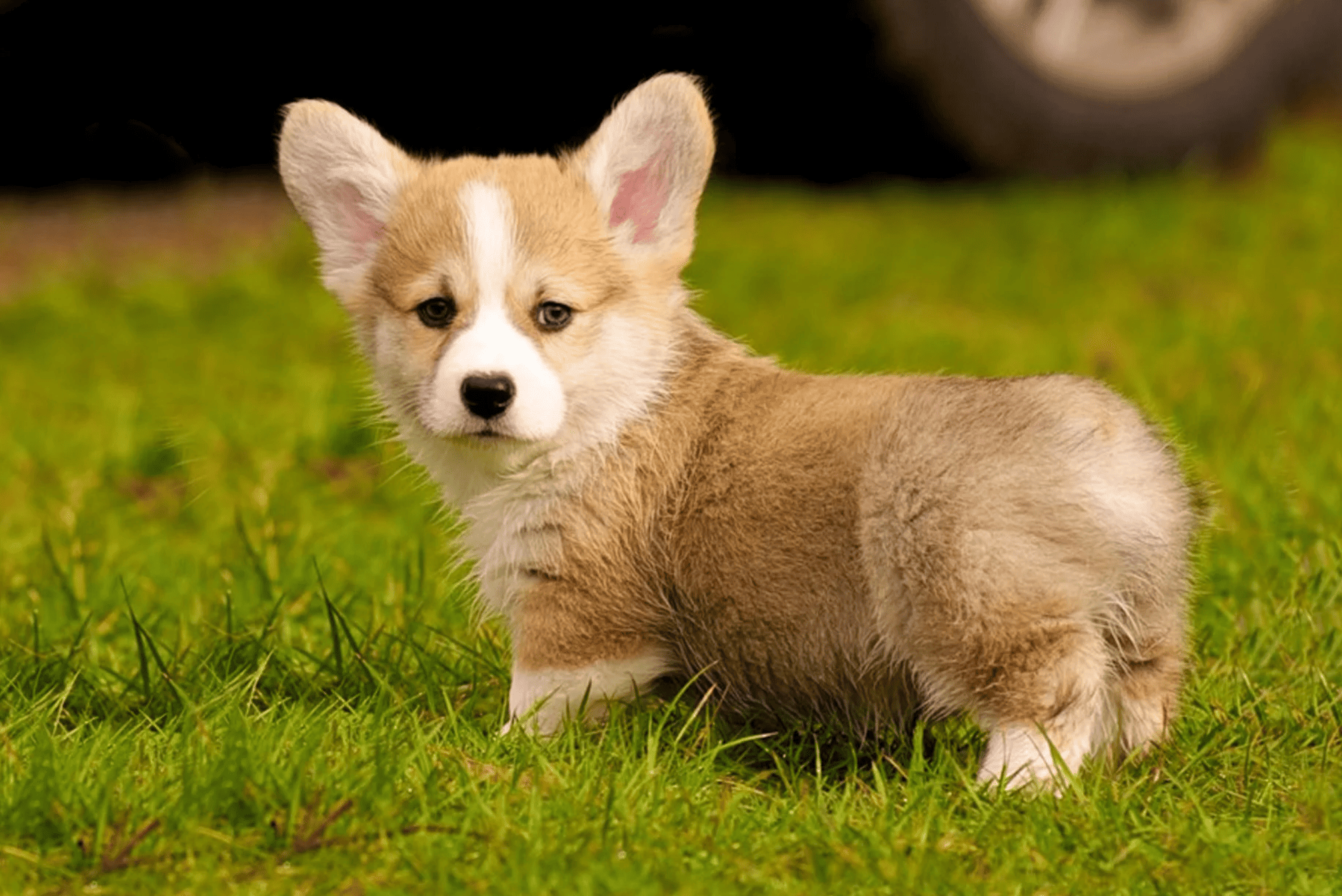щенок корги
