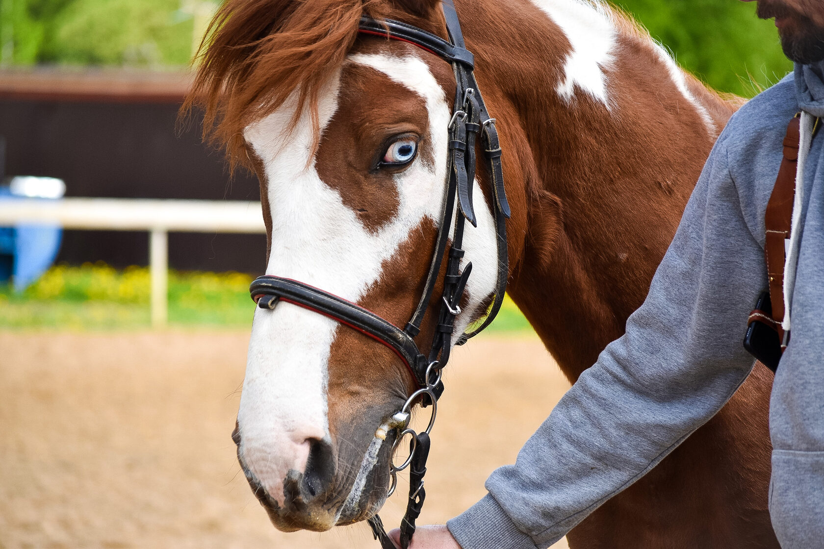 Наши лошади