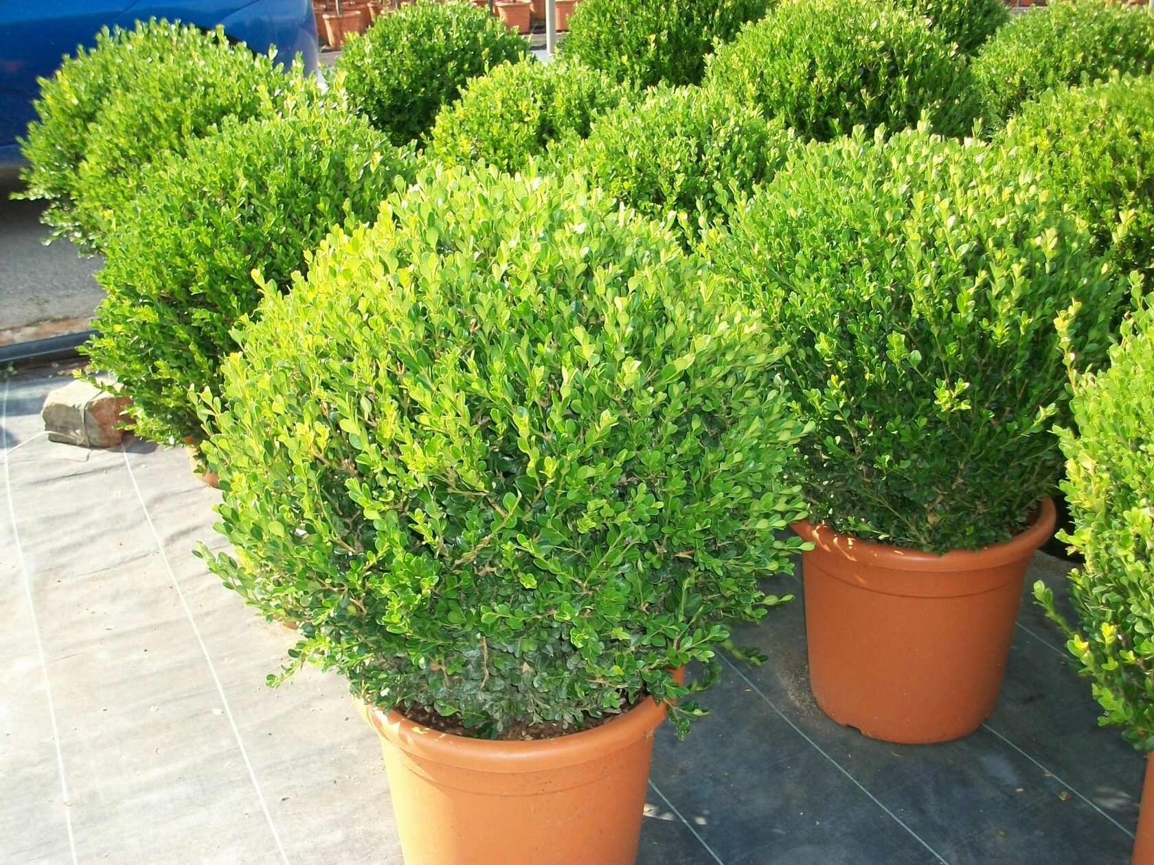 Самшит Buxus microphylla