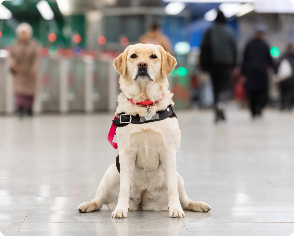 В центре кадра сидит палевый лабрадор Мира. Все ее тело, взгляд и мордочка направлены прямо на фотографа. Подбородок Миры немного приподнят вверх, придавая ее виду значительности. Ушки и центр мордочки собаки более насыщенного бежевого цвета, чем все остальное тело. Передние лапы стоят ровно на ширине плеч. Задние лапы согнуты и размашисто расставлены. На Мире надет ярко-розовый ошейник и черная шлейка собаки поводыря, которая угадывается только по характерному ремешку в области груди. Пол, на котором сидит Мира мраморный светло-серого цвета в более темную крапинку. На заднем фоне в расфокусе в ряд выстроены серые металлические турникеты метрополитена с красными запрещающими и зелеными разрешающими диодами. Через турникеты в разные стороны проходят люди.