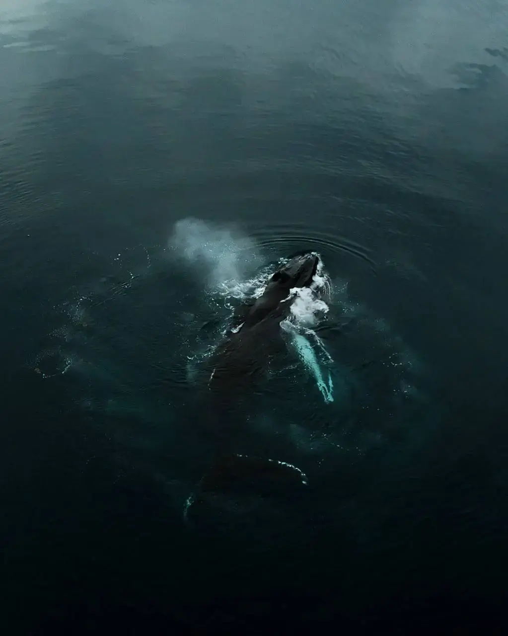 A humpback whale surfacing in the calm waters of East Greenland captured from above during an Arctic sailing expedition. Whale watching is one of the highlights of exploring Greenland by yacht offering unforgettable encounters with these magnificent marin