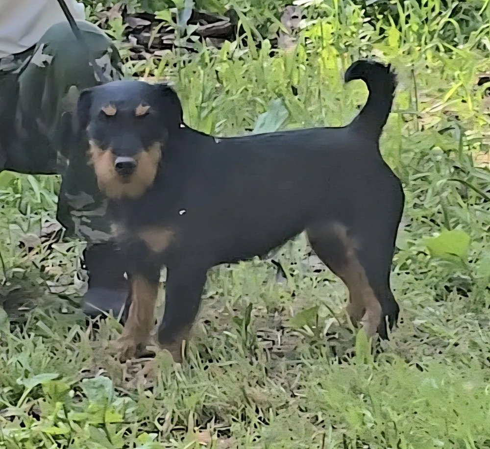 Короткие предплечья.