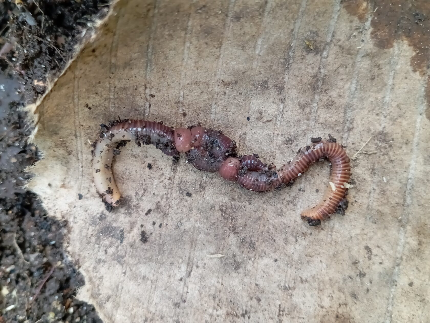 Навозные черви для переработки отходов 