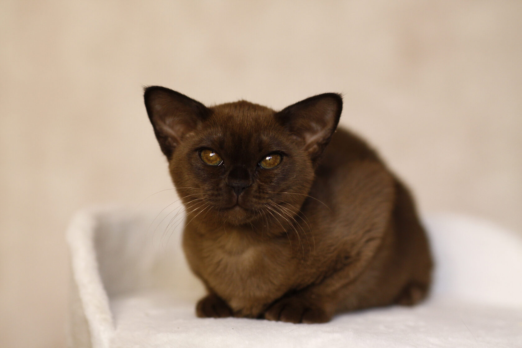 Соболиная бурманская кошка Miyagi