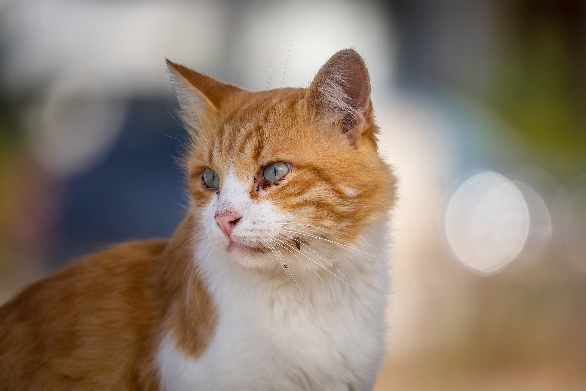 лишай у кошки