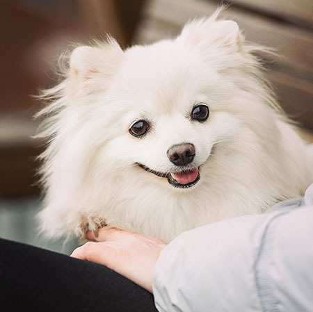 Немецкий белый шпиц