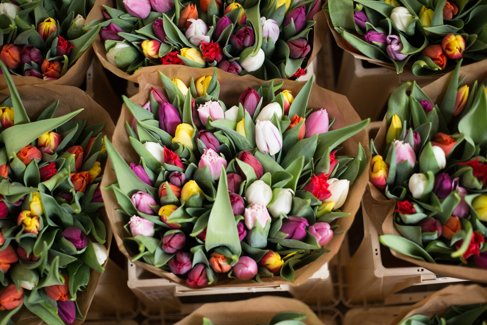 Большая поставка тюльпанов на 8 марта