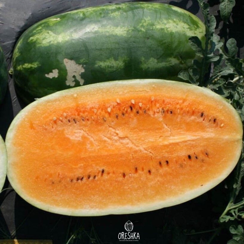 Seeds of Watermelon orange (Citrullus Tendersweet) — 10 pcs