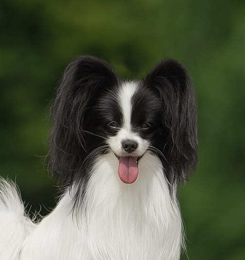 папийон бело-черного окраса