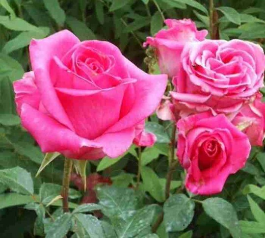 Роза равель фото и описание