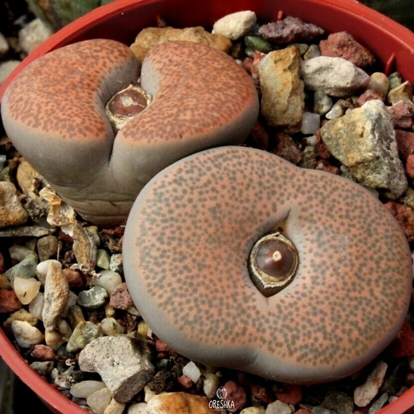 Lithops terricolor