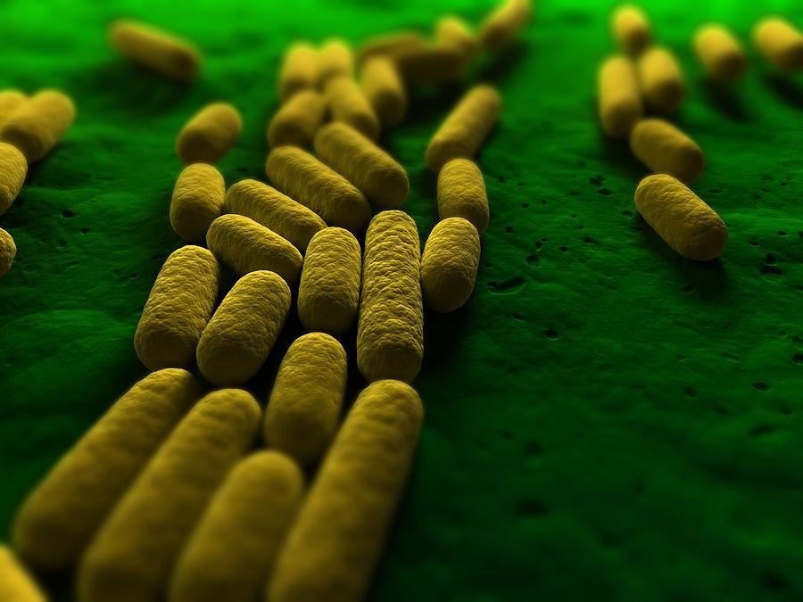 Бактерии в биотехнологии