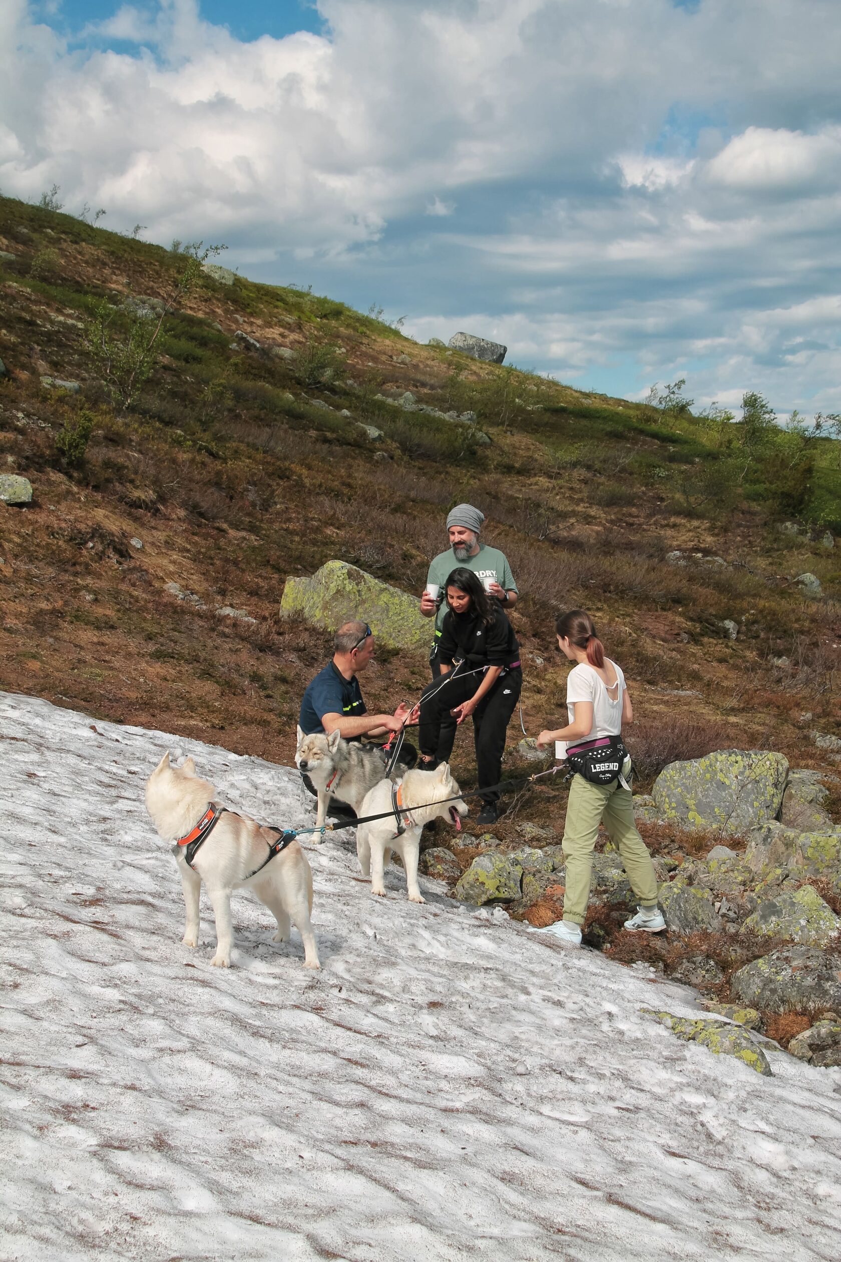 Хаски Мурманск