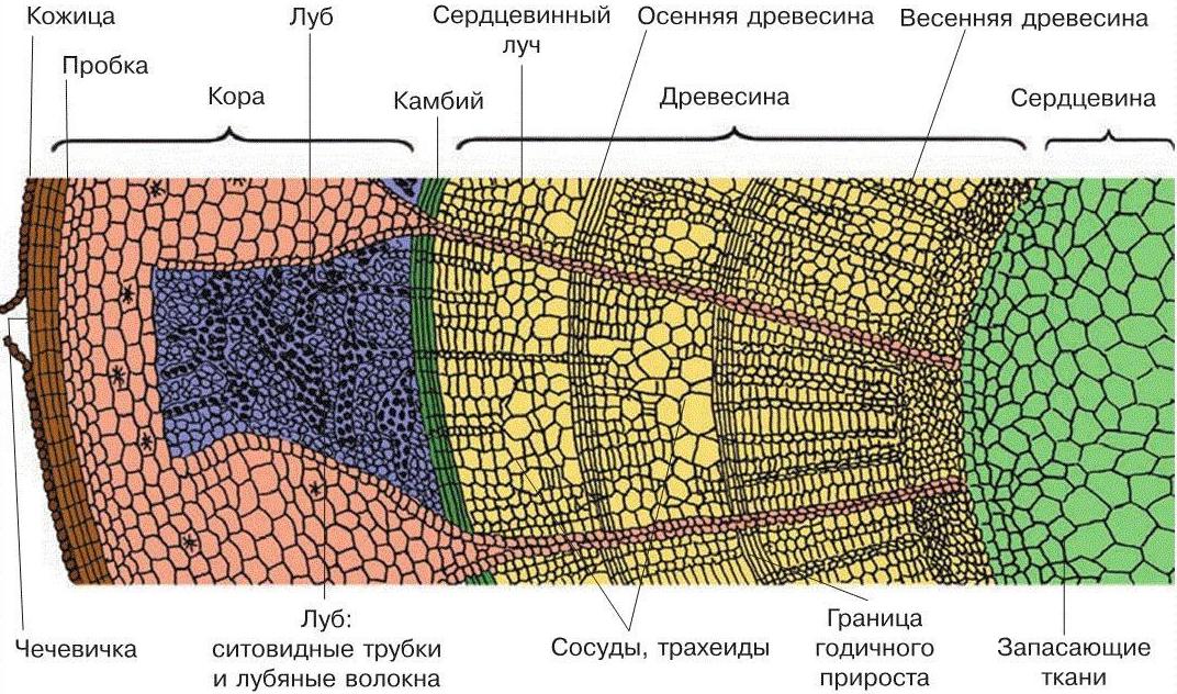 Заполните пропуски в тексте на рисунке а представлена схема поперечного среза