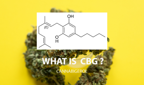 What Are Cannabigerol (CBG) And Its Effects?