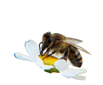 пчела бакфаст