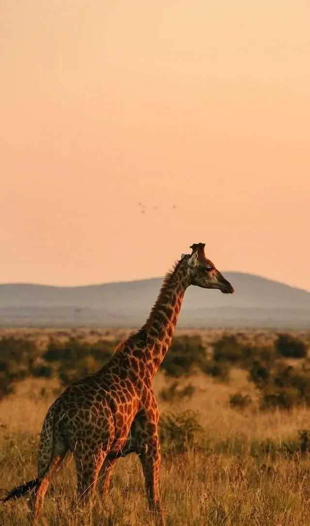 Приватный сафари-драйв в Намибии