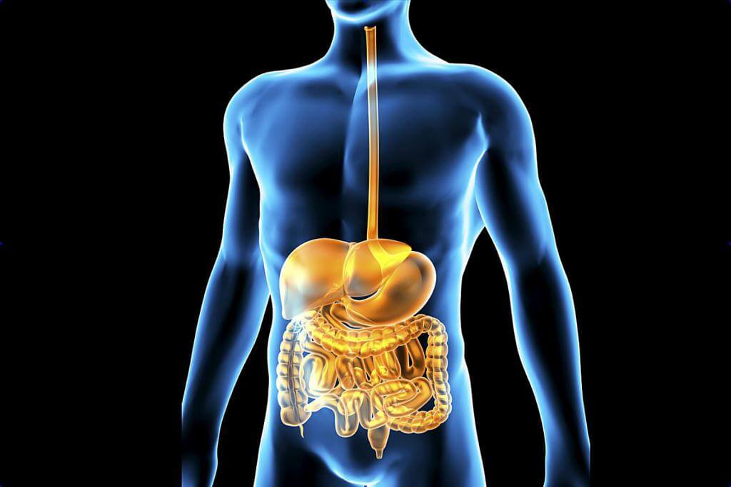 Желудочно кишечный тракт человека фото