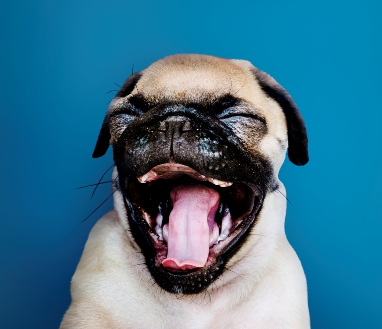 10 Способов, с помощью которых Собаки используют Язык Тела для Общения с  нами