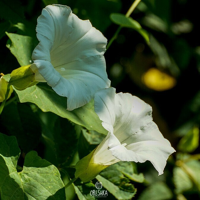 Seeds of bindweed (morning glory) (Convolvulus) — 15 pcs