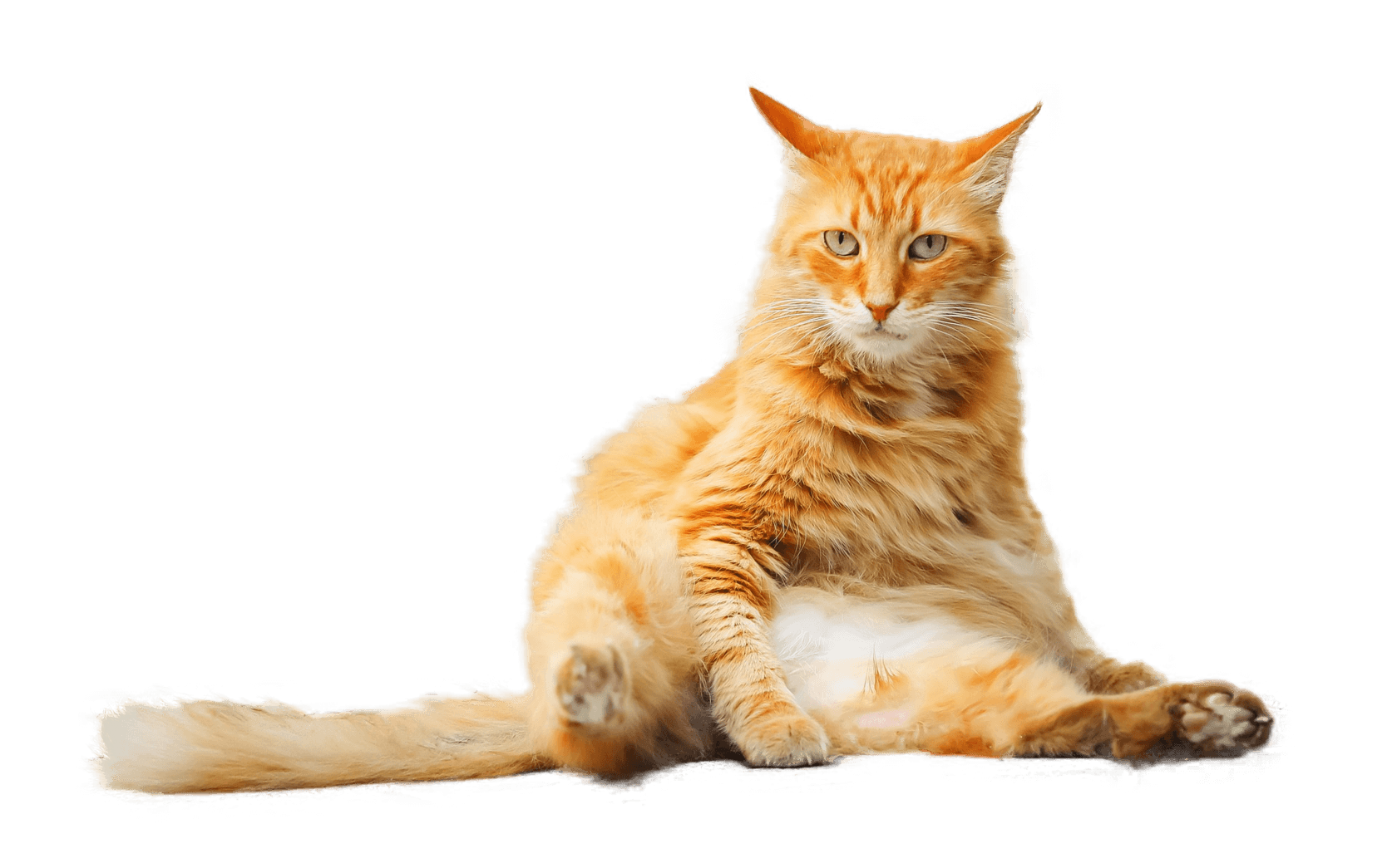 сидящий рыжий кот