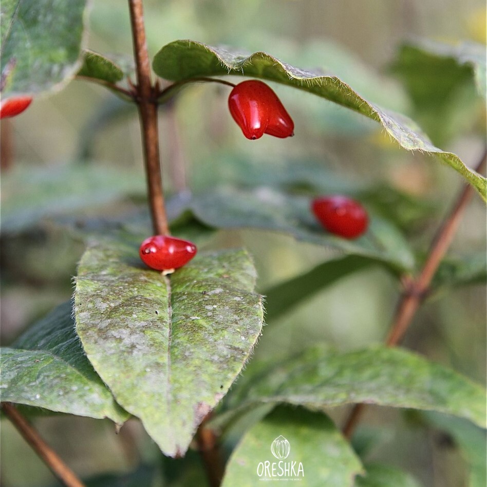 Lonicera maximowiczii