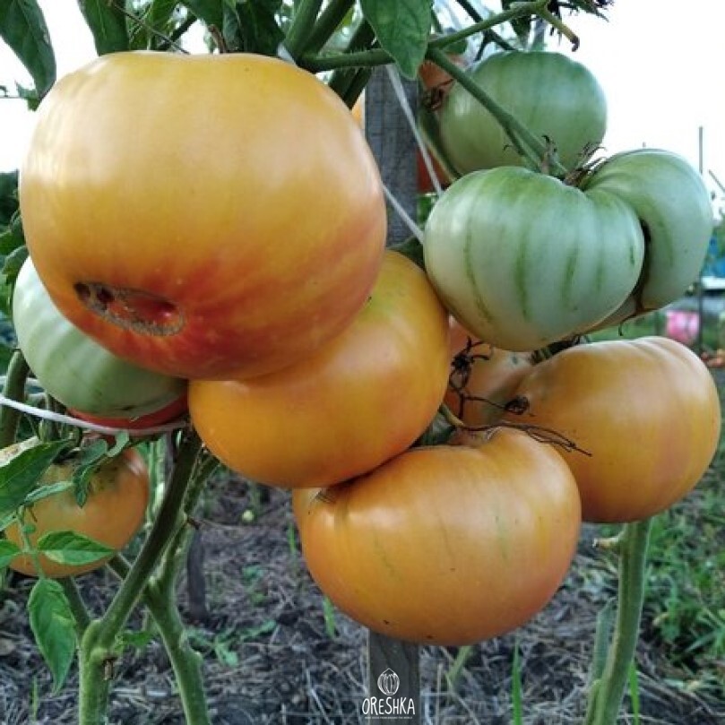 Seeds of Tomato Orange Jazz (solanum lycopersicum) — 10 pcs