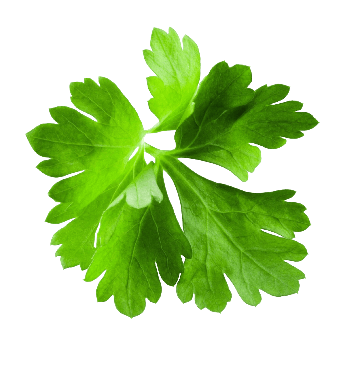 Листья кориандра