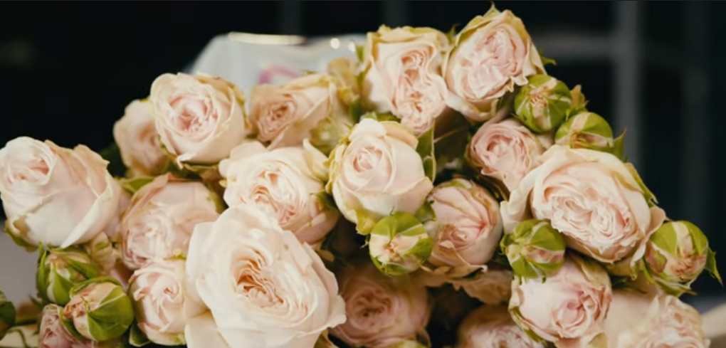 Розы от плантации Subati