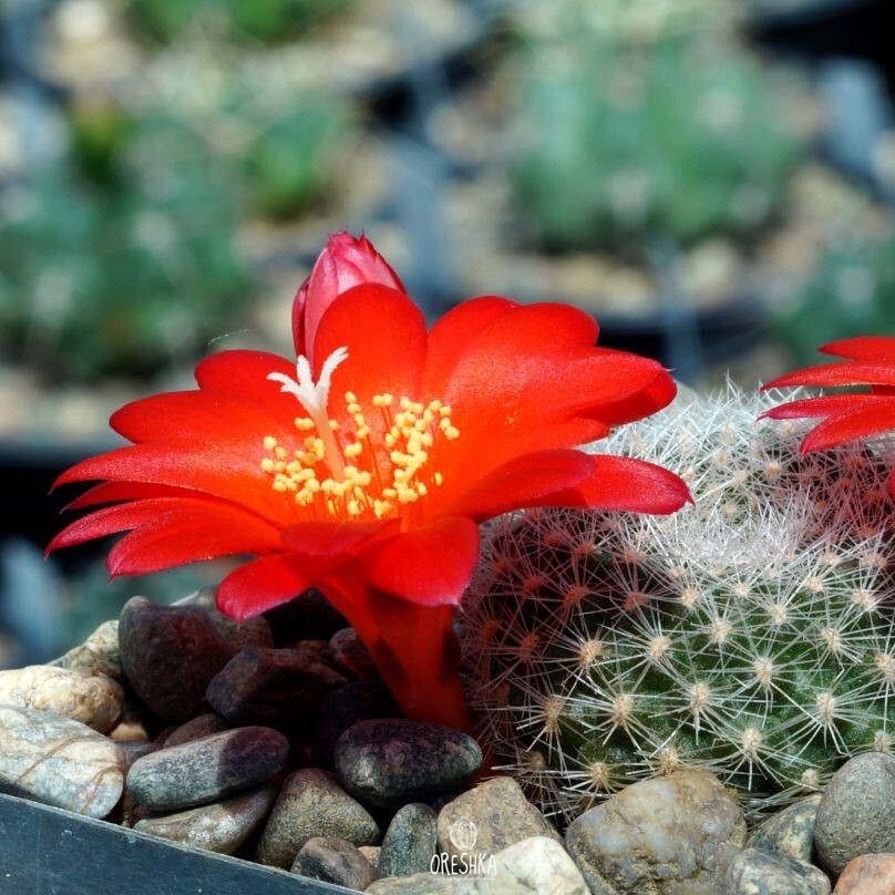 Seeds of Cactus Rebutia senilis VG 1098 (Rebutia senilis VG 1098) — 10 pcs